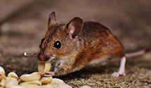 24 Hour & Emergency Exterminators in Vinton, VA